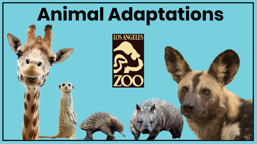 Behind The LA Zoo's Digital Pivot That Brought Its Animals Online - Jing  Culture & Crypto