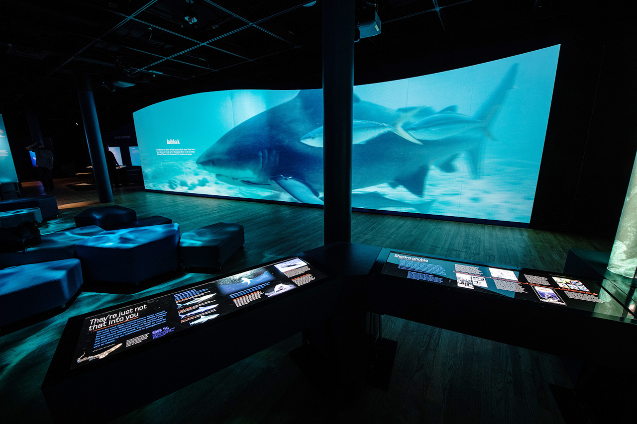 How The American Museum Of Natural History Made Sharks Interactive